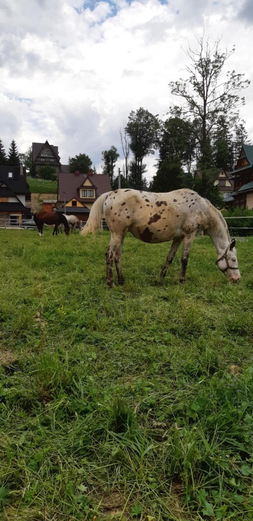 Przedsionek Tatr Domek alpejski *
